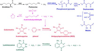 Analytical assays to evaluate enzymatic activity and screening of inhibitors for ornithine decarboxylase